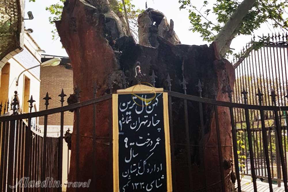 چنار کهن 900 ساله در تهران | علاءالدین تراول