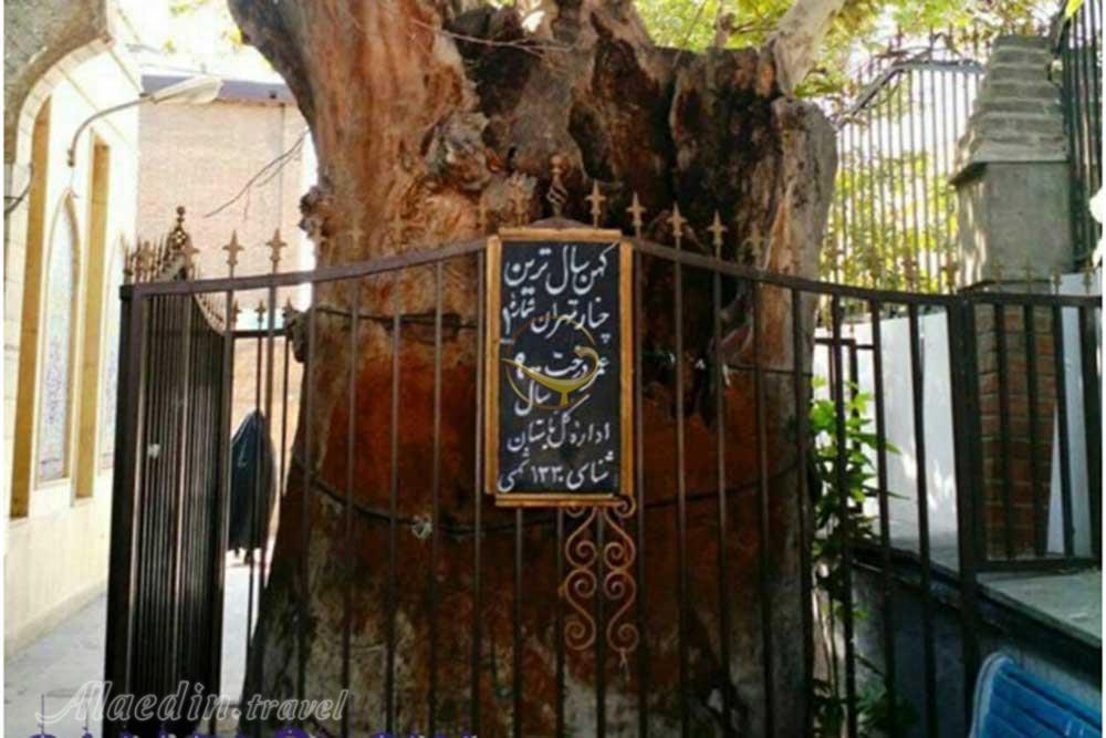 چنار کهن 900 ساله در تهران | علاءالدین تراول