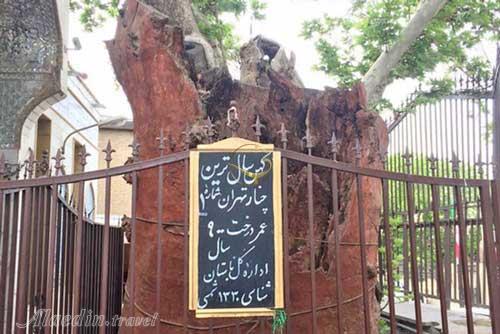 چنار کهن 900 ساله در تهران