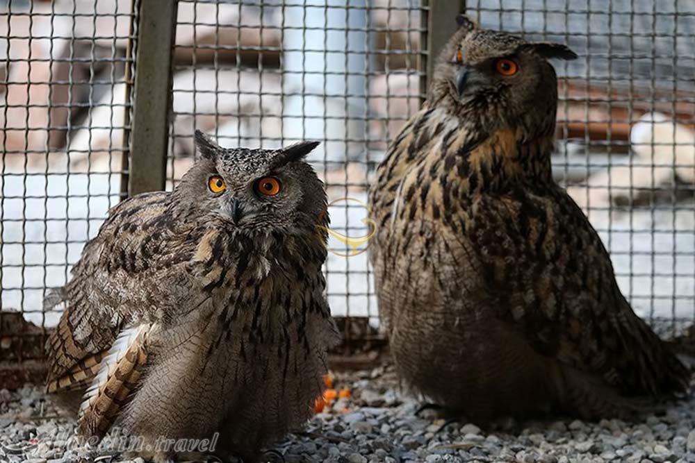 باغ پرندگان تهران | علاءالدین تراول