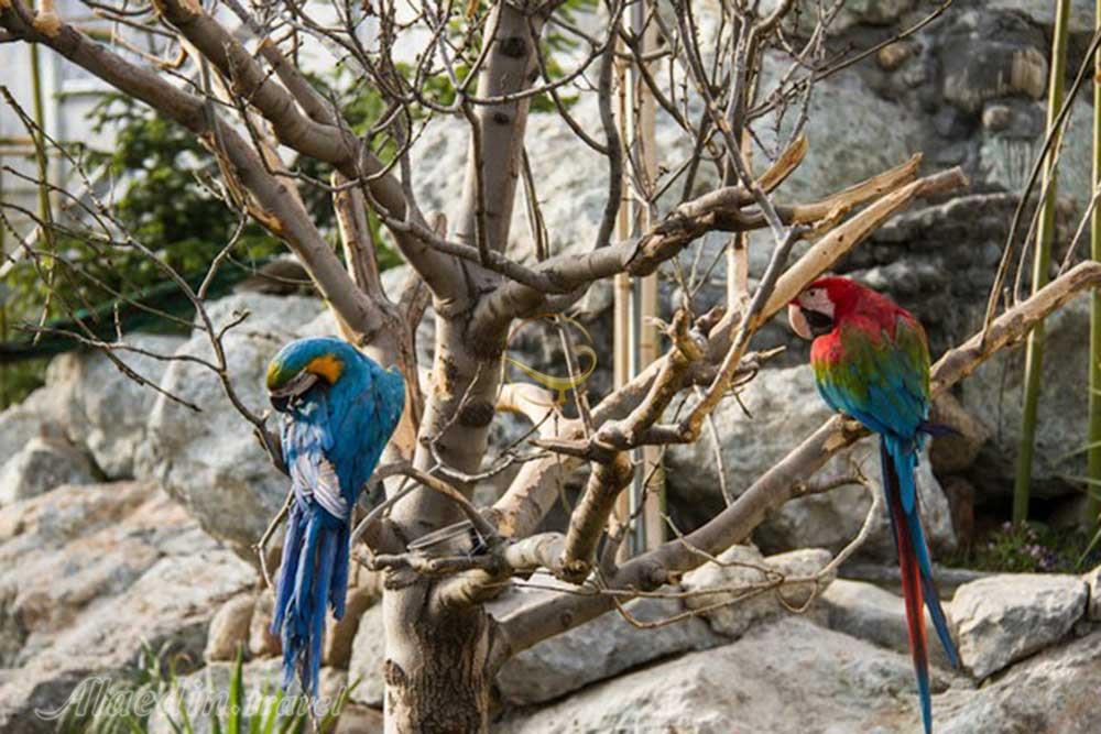 باغ پرندگان تهران | علاءالدین تراول