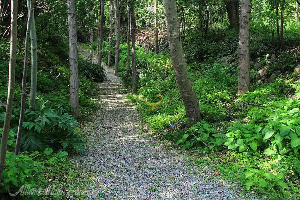 باغ گیاه‌شناسی تهران | علاءالدین تراول