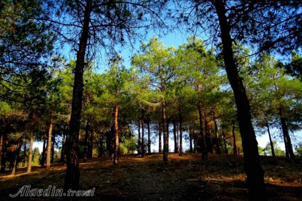 پارک جنگلی چیتگر تهران | علاءالدین تراول