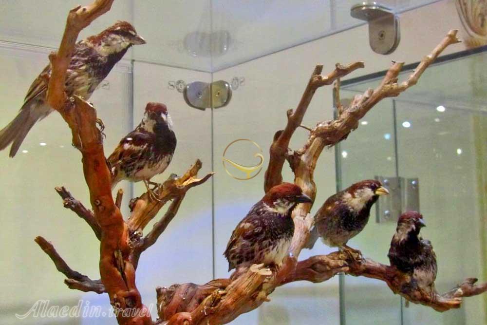 موزه طبیعت و حیات وحش ایران دارآباد در تهران | علاءالدین ترا