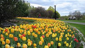 پارک لاله تهران