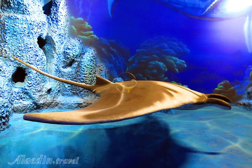 اقیانوس پارک | علاءالدین تراول