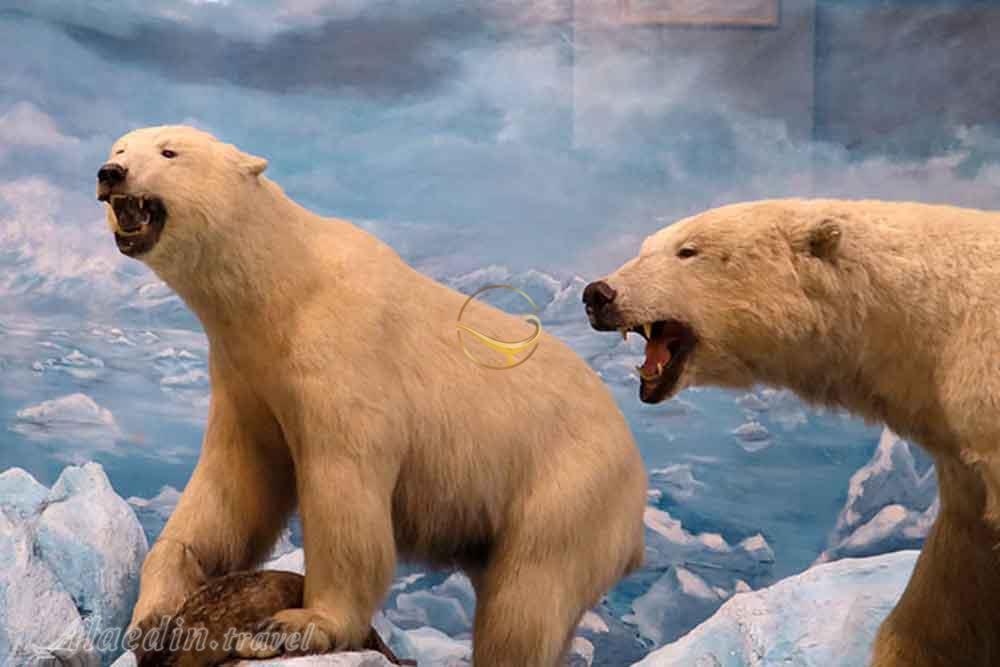 موزه تنوع زیستی پردیسان در تهران | علاءالدین تراول