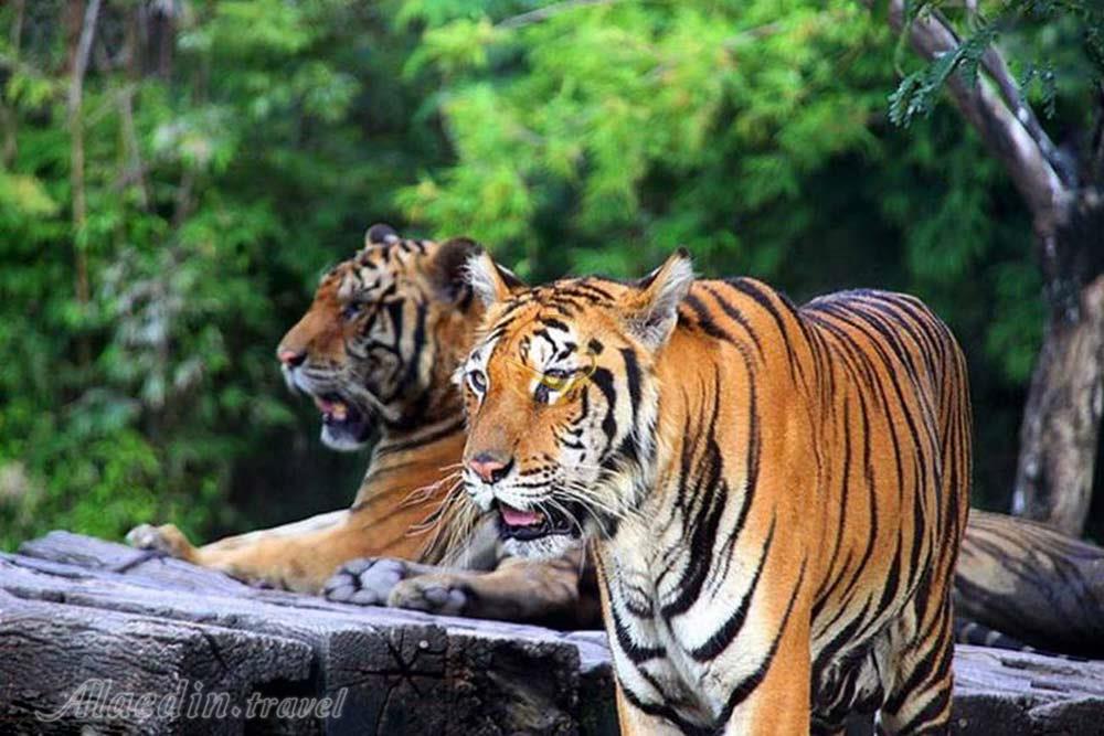 باغ وحش ارم تهران | علاءالدین تراول