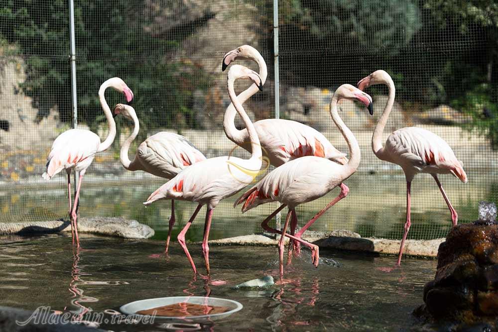 باغ وحش ارم تهران | علاءالدین تراول