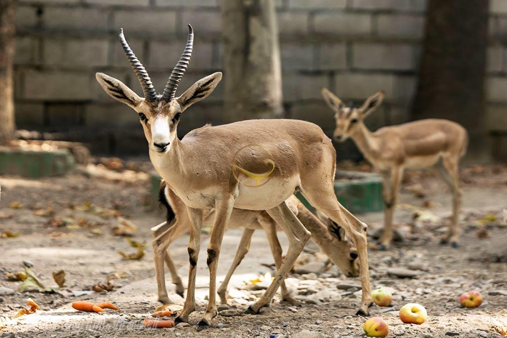 باغ وحش ارم تهران | علاءالدین تراول