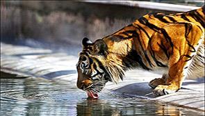 باغ وحش ارم تهران