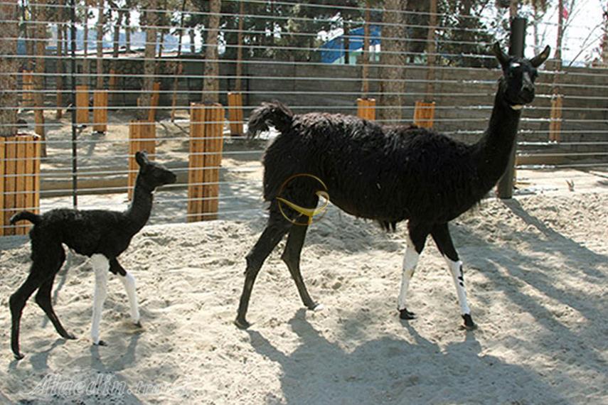 باغ وحش ارم تهران | علاءالدین تراول