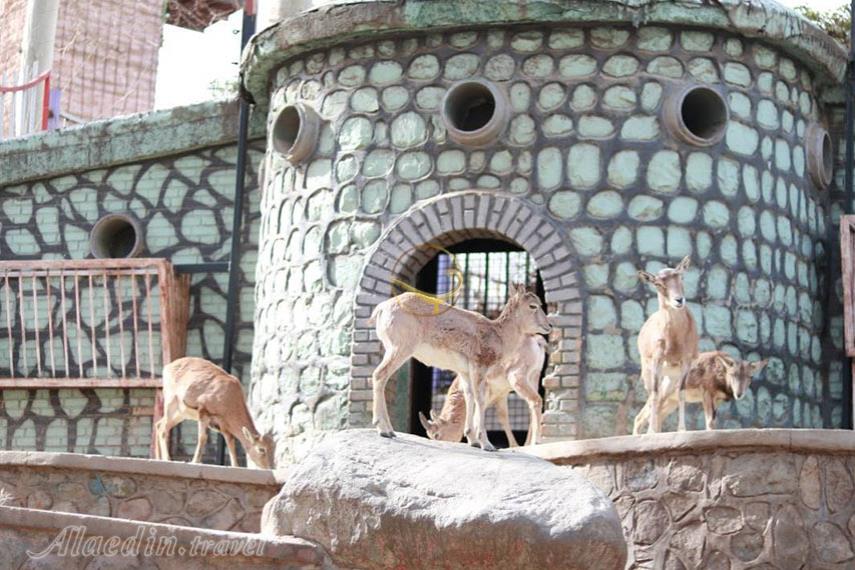 باغ وحش ارم تهران | علاءالدین تراول