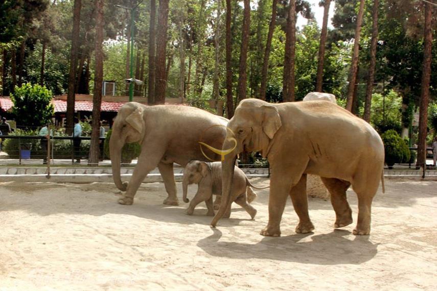 باغ وحش ارم تهران | علاءالدین تراول