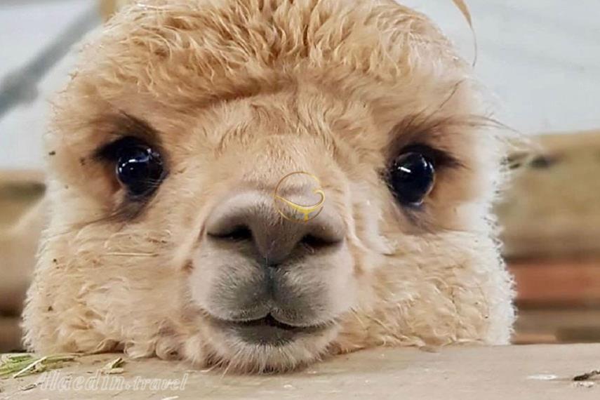 باغ وحش ارم تهران | علاءالدین تراول