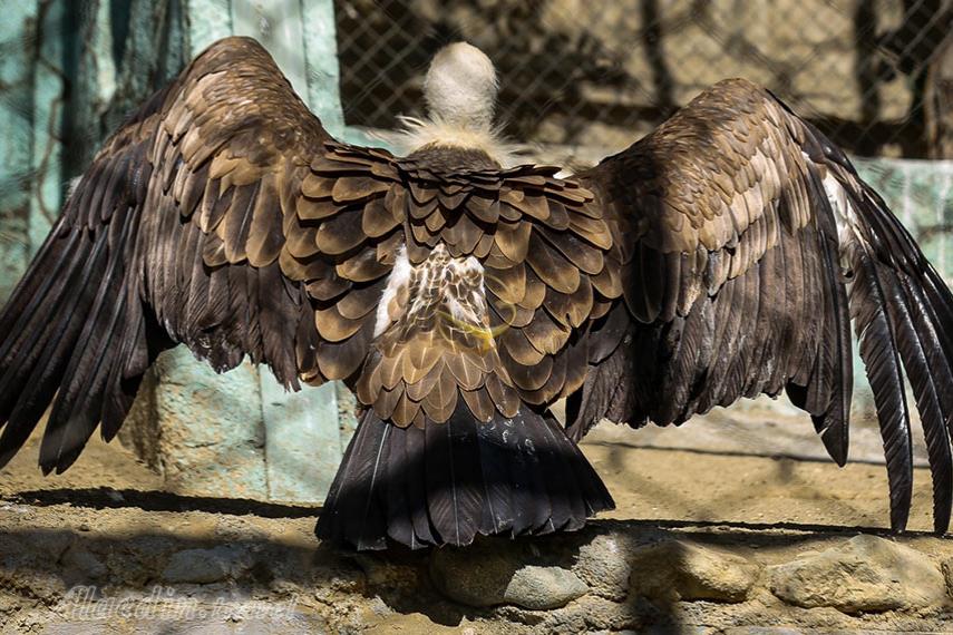 باغ وحش ارم تهران | علاءالدین تراول