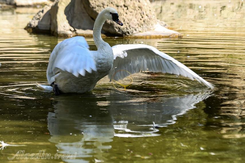 باغ وحش ارم تهران | علاءالدین تراول