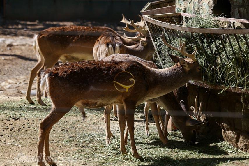 باغ وحش ارم تهران | علاءالدین تراول