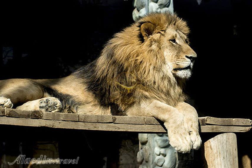 باغ وحش ارم تهران | علاءالدین تراول