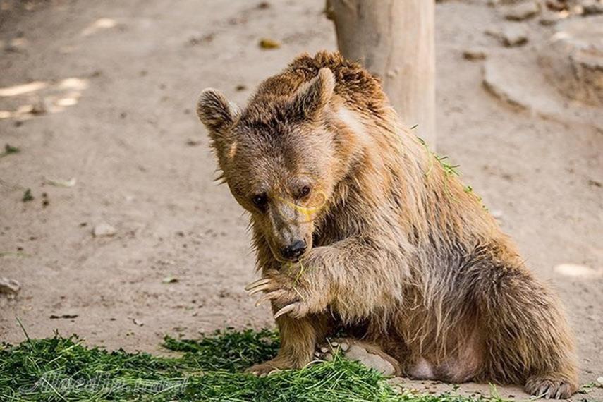 باغ وحش ارم تهران | علاءالدین تراول