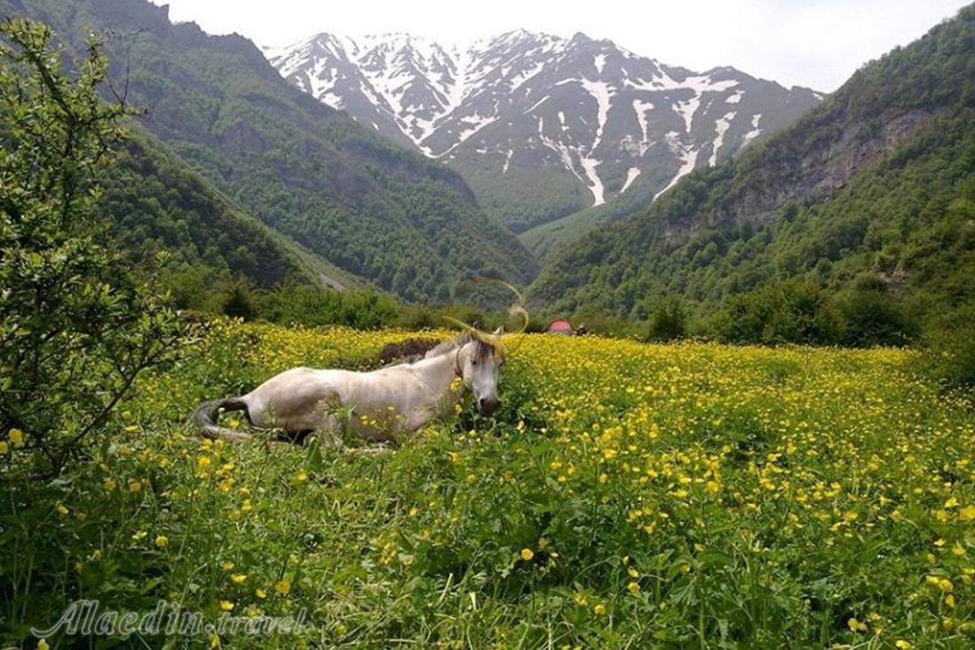 دشت دریاسر تنکابن | علاءالدین تراول