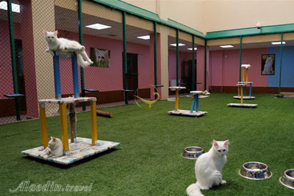 خانه گربه های وان در ترکیه | علاءالدین تراول