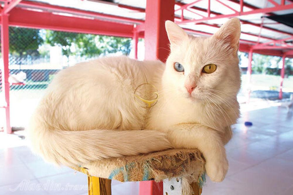 خانه گربه های وان در ترکیه | علاءالدین تراول