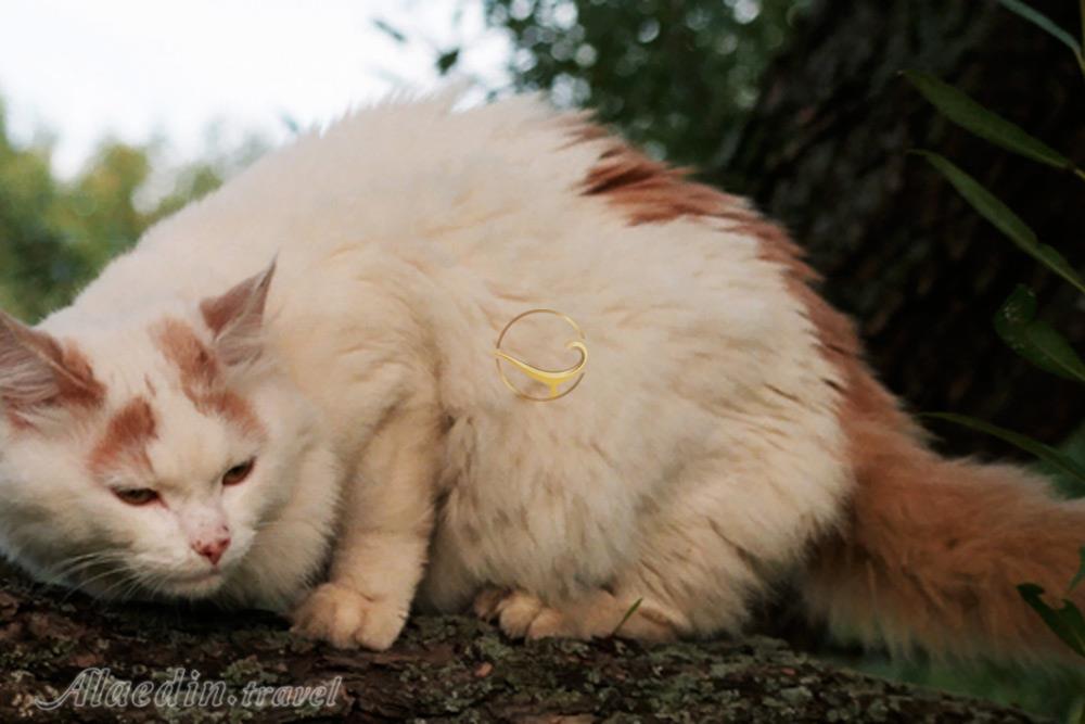 خانه گربه های وان در ترکیه | علاءالدین تراول