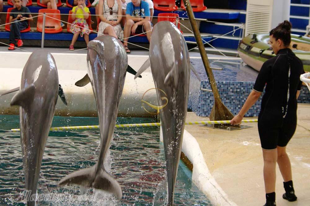 دلفیناریوم وارنا - بلغارستان | علاءالدین تراول