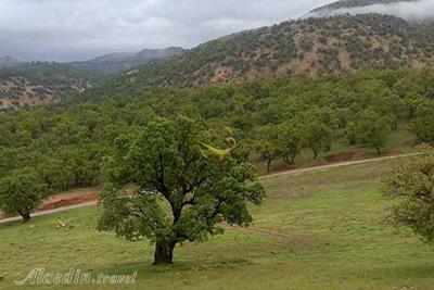 پارک کوهستان (پارک جنگلی) یاسوج