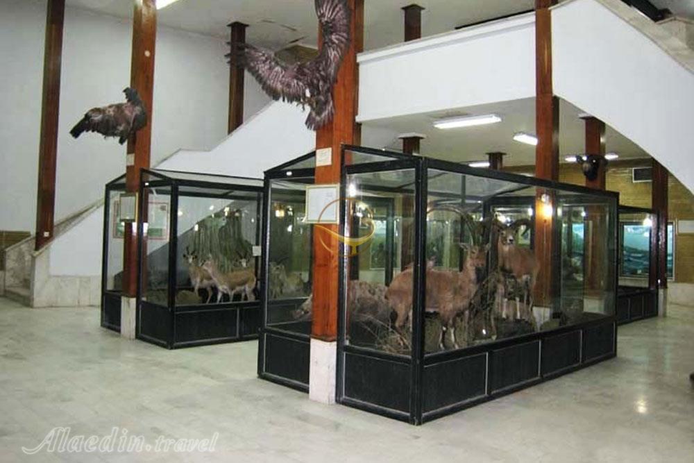 موزه تاریخ طبیعی زنجان | علاءالدین تراول