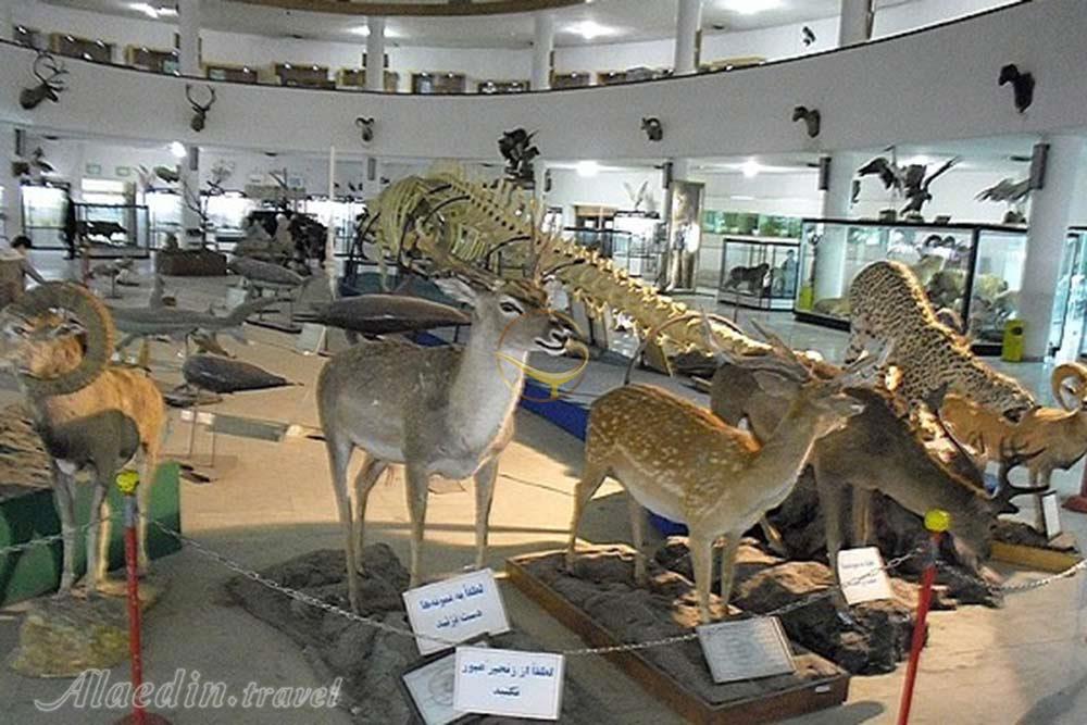 موزه تاریخ طبیعی زنجان | علاءالدین تراول