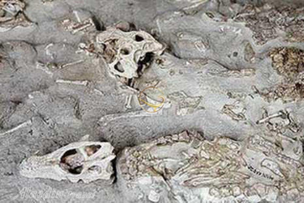 آثار و بقایای دایناسورها (رد پای دایناسورها) در زرند | علاءالدین تراول