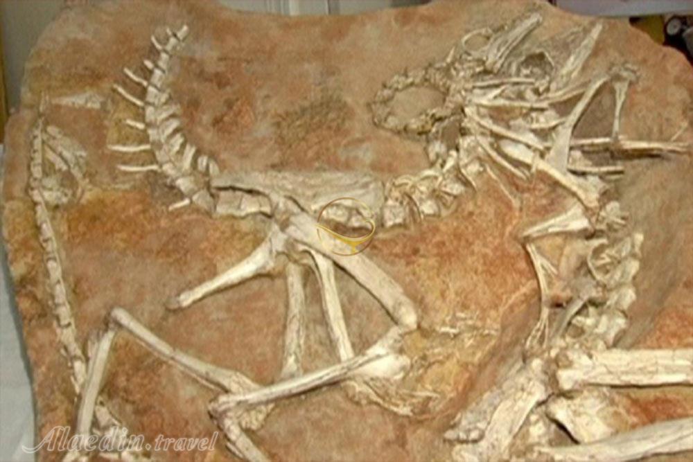 آثار و بقایای دایناسورها (رد پای دایناسورها) در زرند | علاءالدین تراول