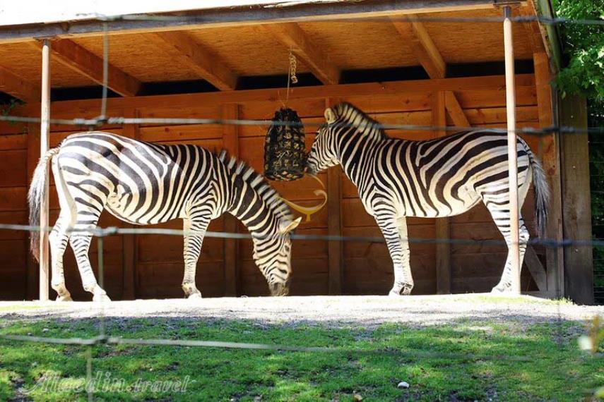 باغ وحش زوریخ | علاالدین تراول