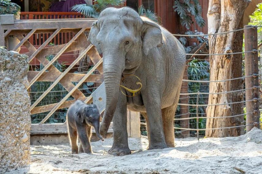 باغ وحش زوریخ | علاالدین تراول