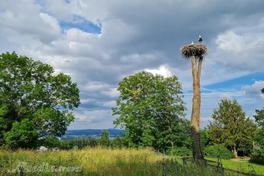 باغ وحش زوریخ | علاالدین تراول