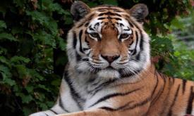 باغ وحش زوریخ - سوئیس