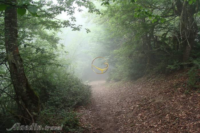 تور جنگل الیمستان یک روزه