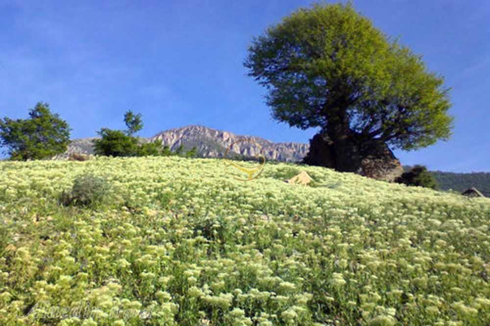 تور ارفع کوه یک روزه