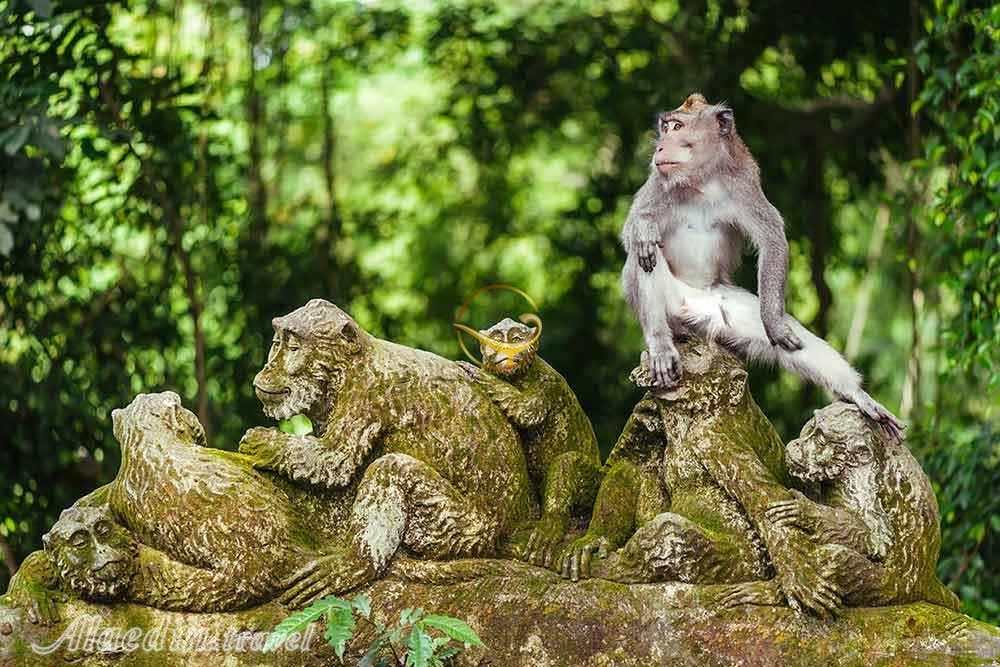 تور بالی | علاءالدین تراول