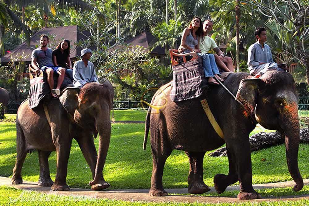 تور بالی | علاءالدین تراول