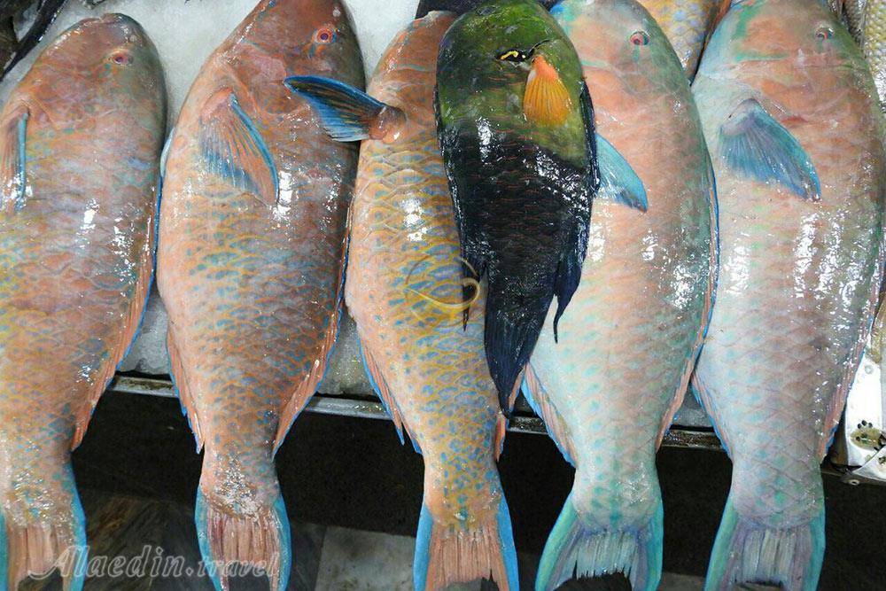 بازارچه ماهی فروشی در بندرعباس | علاءالدین تراول