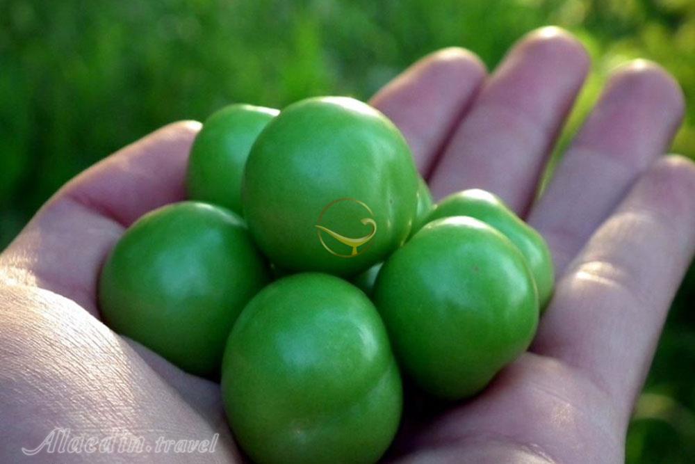 تور کردان برغان | علاءالدین تراول