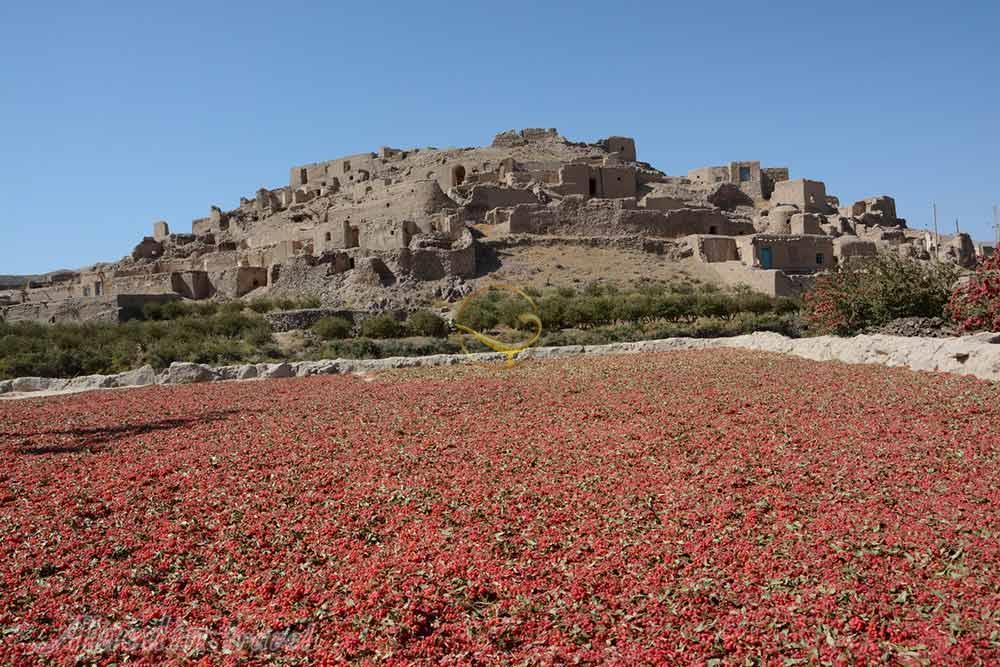 برداشت زرشک | علاءالدین تراول