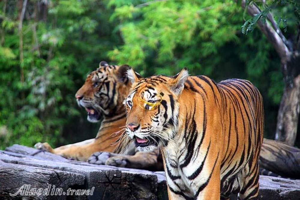 باغ وحش ارم تهران | علاءالدین تراول