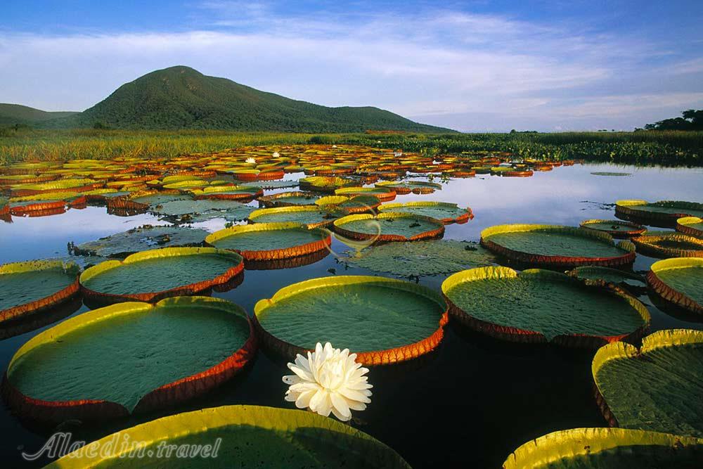 تور برزیل | علاءالدین تراول