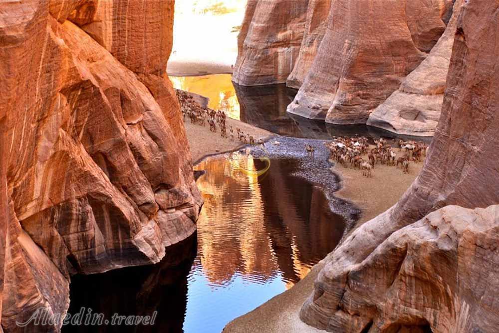 تور چاد | علاءالدین تراول