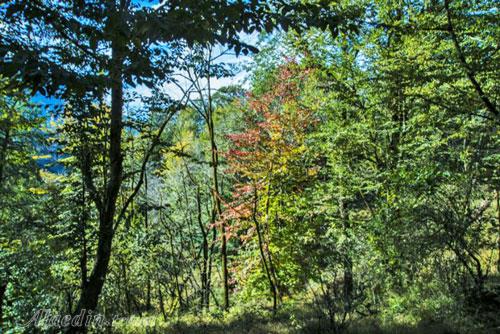 تور اکوسافاری جنگلی؛ صدای پای آب | علاءالدین