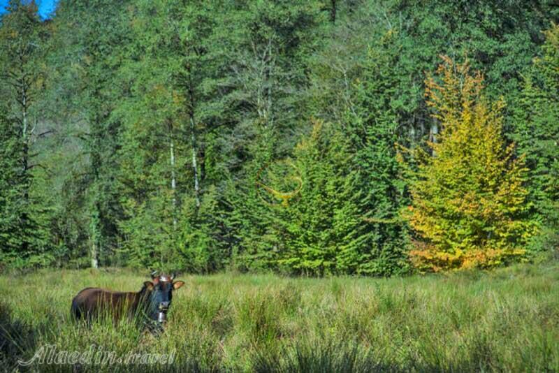 تور اکوسافاری جنگلی؛ صدای پای آب | علاءالدین